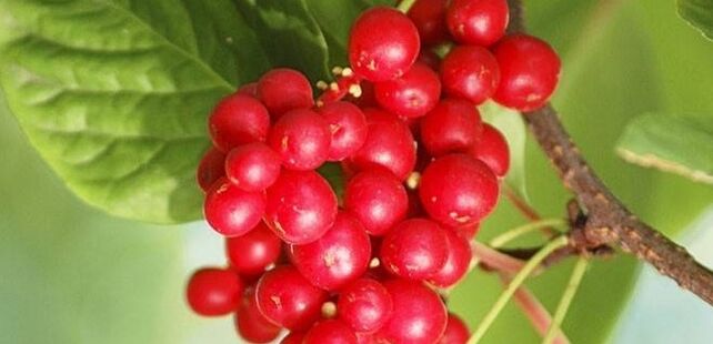 La citronnelle d'extrême orientale